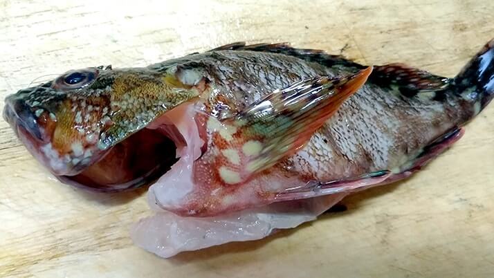 釣ったカサゴを素揚げに!骨まで食べるためのさばき方を試してみた 釣ったカサゴを素揚げに!骨まで食べるためのさばき方を試してみた