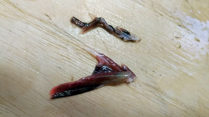 釣ったカサゴを素揚げに!骨まで食べるためのさばき方を試してみた 釣ったカサゴを素揚げに!骨まで食べるためのさばき方を試してみた