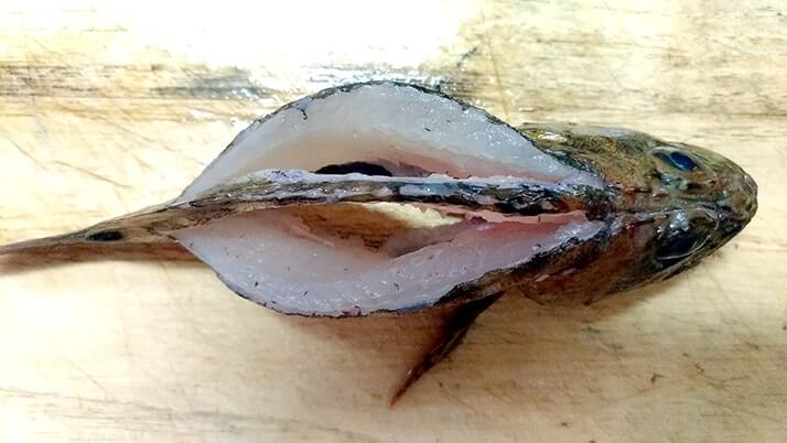 釣ったカサゴを素揚げに!骨まで食べるためのさばき方を試してみた 釣ったカサゴを素揚げに!骨まで食べるためのさばき方を試してみた