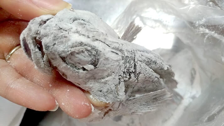 釣ったカサゴを素揚げに!骨まで食べるためのさばき方を試してみた 釣ったカサゴを素揚げに!骨まで食べるためのさばき方を試してみた