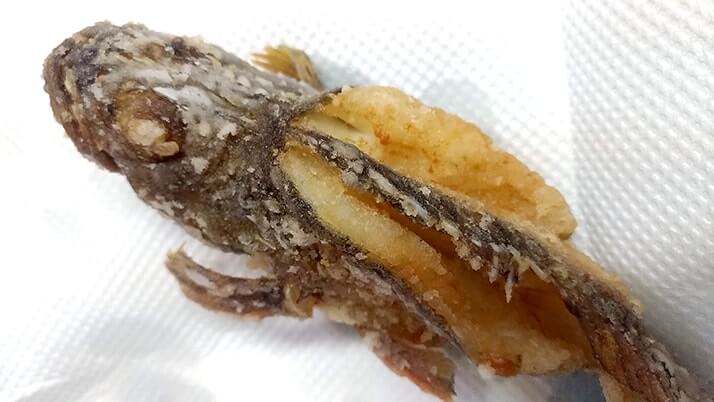 釣ったカサゴを素揚げに!骨まで食べるためのさばき方を試してみた 釣ったカサゴを素揚げに!骨まで食べるためのさばき方を試してみた