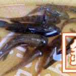 マハゼにヌマチチブ!旧中川水辺公園でお手軽東京都内川釣り マハゼにヌマチチブ!旧中川水辺公園でお手軽東京都内川釣り