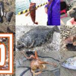堤防海釣りで釣れる魚まとめ!写真付きで危険魚や毒魚も紹介 堤防海釣りで釣れる魚まとめ!写真付きで危険魚や毒魚も紹介