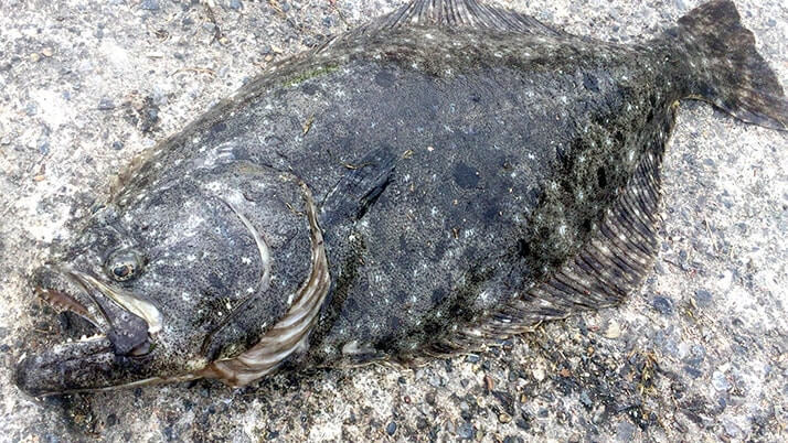堤防海釣りで釣れる魚まとめ!写真付きで危険魚や毒魚も紹介(川釣りも) 堤防海釣りで釣れる魚まとめ!写真付きで危険魚や毒魚も紹介(川釣りも)