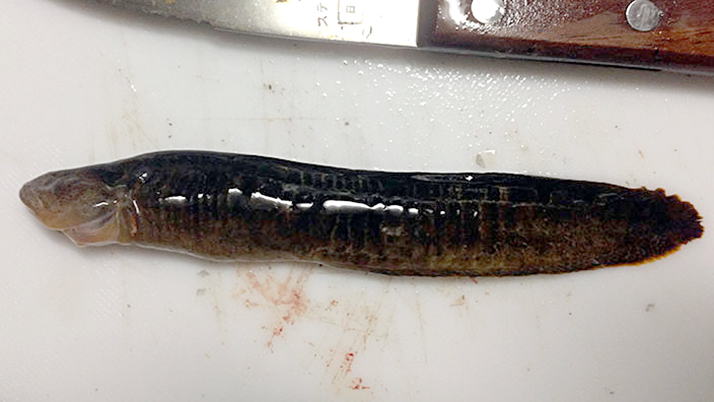 堤防海釣りで釣れる魚まとめ!写真付きで危険魚や毒魚も紹介(川釣りも) 堤防海釣りで釣れる魚まとめ!写真付きで危険魚や毒魚も紹介(川釣りも)