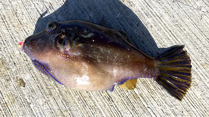 堤防海釣りで釣れる魚まとめ!写真付きで危険魚や毒魚も紹介(川釣りも) 堤防海釣りで釣れる魚まとめ!写真付きで危険魚や毒魚も紹介(川釣りも)