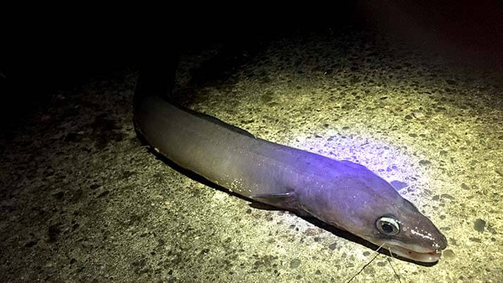 堤防海釣りで釣れる魚まとめ!写真付きで危険魚や毒魚も紹介(川釣りも) 堤防海釣りで釣れる魚まとめ!写真付きで危険魚や毒魚も紹介(川釣りも)