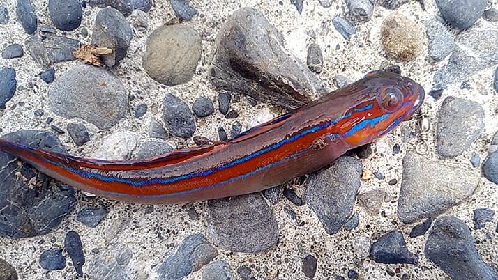 堤防海釣りで釣れる魚まとめ!写真付きで危険魚や毒魚も紹介(川釣りも) 堤防海釣りで釣れる魚まとめ!写真付きで危険魚や毒魚も紹介(川釣りも)