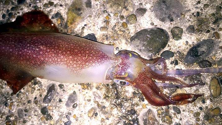 堤防海釣りで釣れる魚まとめ!写真付きで危険魚や毒魚も紹介(川釣りも) 堤防海釣りで釣れる魚まとめ!写真付きで危険魚や毒魚も紹介(川釣りも)