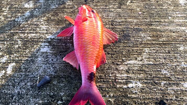 堤防海釣りで釣れる魚まとめ!写真付きで危険魚や毒魚も紹介(川釣りも) 堤防海釣りで釣れる魚まとめ!写真付きで危険魚や毒魚も紹介(川釣りも)