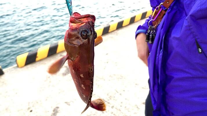 堤防海釣りで釣れる魚まとめ!写真付きで危険魚や毒魚も紹介(川釣りも) 堤防海釣りで釣れる魚まとめ!写真付きで危険魚や毒魚も紹介(川釣りも)