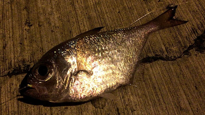 堤防海釣りで釣れる魚まとめ!写真付きで危険魚や毒魚も紹介(川釣りも) 堤防海釣りで釣れる魚まとめ!写真付きで危険魚や毒魚も紹介(川釣りも)