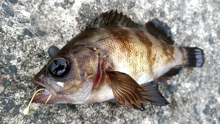 堤防海釣りで釣れる魚まとめ!写真付きで危険魚や毒魚も紹介(川釣りも) 堤防海釣りで釣れる魚まとめ!写真付きで危険魚や毒魚も紹介(川釣りも)