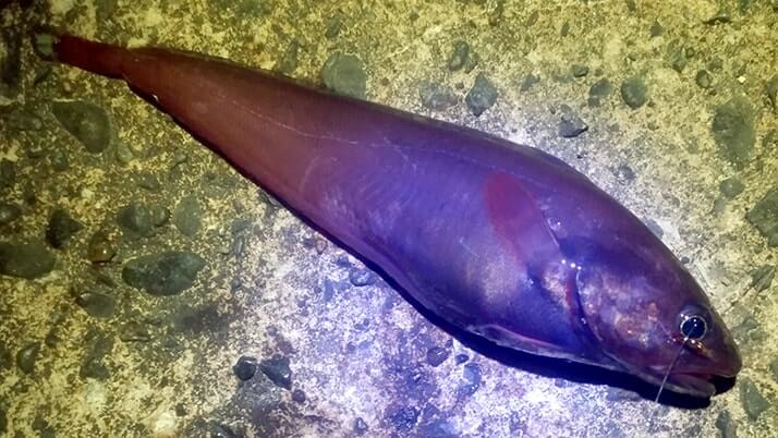 堤防海釣りで釣れる魚まとめ!写真付きで危険魚や毒魚も紹介(川釣りも) 堤防海釣りで釣れる魚まとめ!写真付きで危険魚や毒魚も紹介(川釣りも)