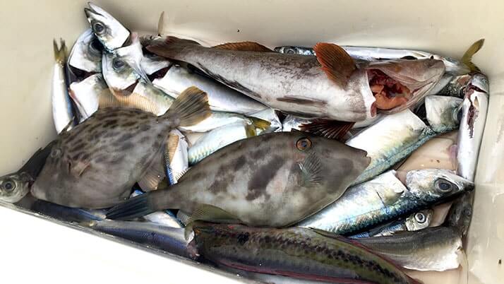 堤防海釣りで釣れる魚まとめ!写真付きで危険魚や毒魚も紹介(川釣りも) 堤防海釣りで釣れる魚まとめ!写真付きで危険魚や毒魚も紹介(川釣りも)
