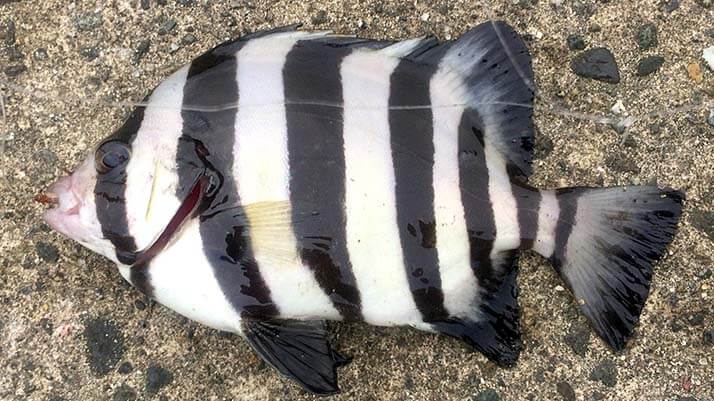 堤防海釣りで釣れる魚まとめ!写真付きで危険魚や毒魚も紹介(川釣りも) 堤防海釣りで釣れる魚まとめ!写真付きで危険魚や毒魚も紹介(川釣りも)