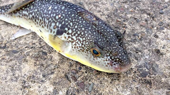 堤防海釣りで釣れる魚まとめ!写真付きで危険魚や毒魚も紹介(川釣りも) 堤防海釣りで釣れる魚まとめ!写真付きで危険魚や毒魚も紹介(川釣りも)