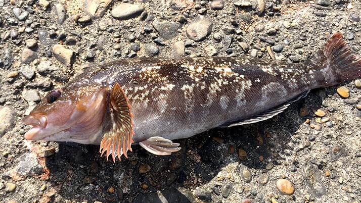 堤防海釣りで釣れる魚まとめ!写真付きで危険魚や毒魚も紹介(川釣りも) 堤防海釣りで釣れる魚まとめ!写真付きで危険魚や毒魚も紹介(川釣りも)