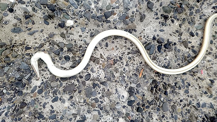 堤防海釣りで釣れる魚まとめ!写真付きで危険魚や毒魚も紹介(川釣りも) 堤防海釣りで釣れる魚まとめ!写真付きで危険魚や毒魚も紹介(川釣りも)