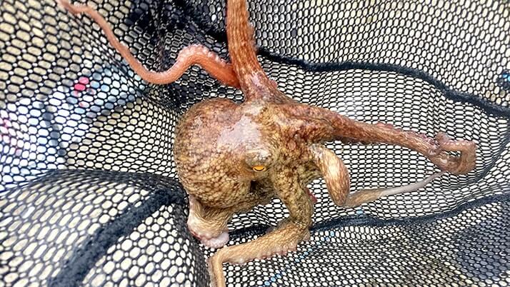 堤防海釣りで釣れる魚まとめ!写真付きで危険魚や毒魚も紹介(川釣りも) 堤防海釣りで釣れる魚まとめ!写真付きで危険魚や毒魚も紹介(川釣りも)