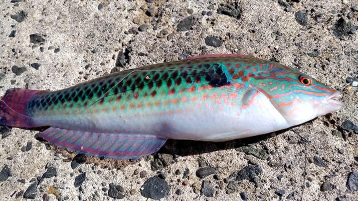 堤防海釣りで釣れる魚まとめ!写真付きで危険魚や毒魚も紹介(川釣りも) 堤防海釣りで釣れる魚まとめ!写真付きで危険魚や毒魚も紹介(川釣りも)