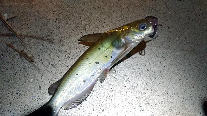 堤防海釣りで釣れる魚まとめ!写真付きで危険魚や毒魚も紹介(川釣りも) 堤防海釣りで釣れる魚まとめ!写真付きで危険魚や毒魚も紹介(川釣りも)