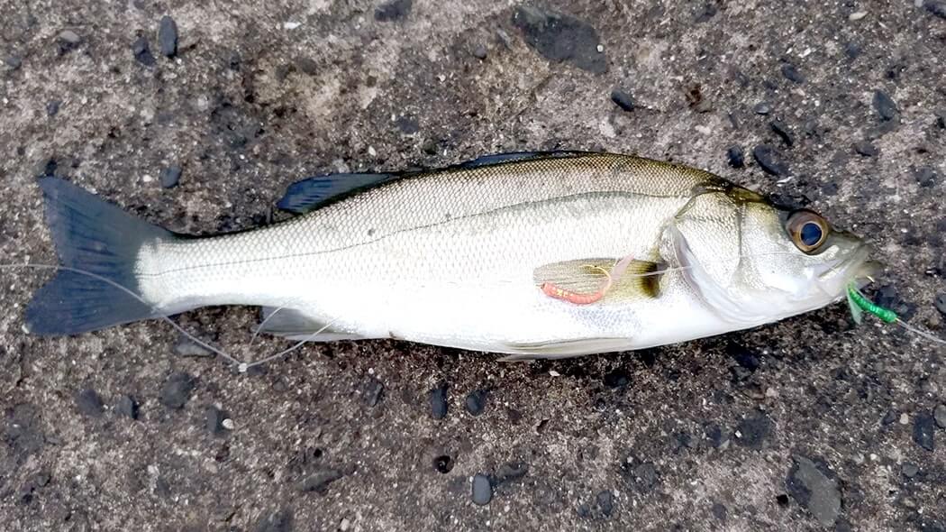 堤防海釣りで釣れる魚まとめ!写真付きで危険魚や毒魚も紹介(川釣りも) 堤防海釣りで釣れる魚まとめ!写真付きで危険魚や毒魚も紹介(川釣りも)