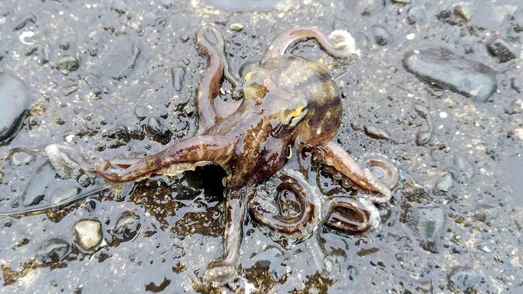堤防海釣りで釣れる魚まとめ!写真付きで危険魚や毒魚も紹介(川釣りも) 堤防海釣りで釣れる魚まとめ!写真付きで危険魚や毒魚も紹介(川釣りも)