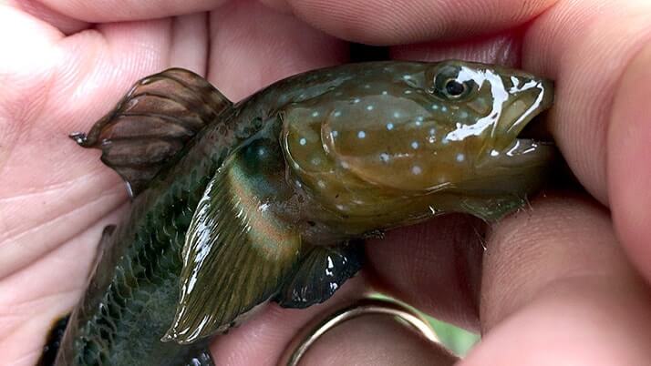 堤防海釣りで釣れる魚まとめ!写真付きで危険魚や毒魚も紹介(川釣りも) 堤防海釣りで釣れる魚まとめ!写真付きで危険魚や毒魚も紹介(川釣りも)