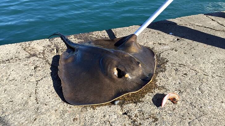 堤防海釣りで釣れる魚まとめ!写真付きで危険魚や毒魚も紹介(川釣りも) 堤防海釣りで釣れる魚まとめ!写真付きで危険魚や毒魚も紹介(川釣りも)