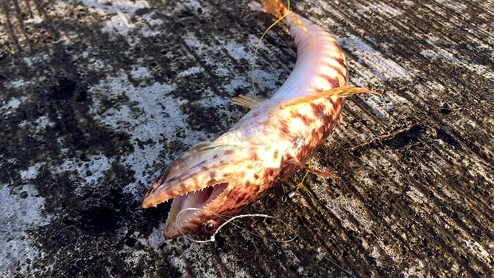 堤防海釣りで釣れる魚まとめ!写真付きで危険魚や毒魚も紹介(川釣りも) 堤防海釣りで釣れる魚まとめ!写真付きで危険魚や毒魚も紹介(川釣りも)