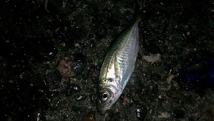 堤防海釣りで釣れる魚まとめ!写真付きで危険魚や毒魚も紹介(川釣りも) 堤防海釣りで釣れる魚まとめ!写真付きで危険魚や毒魚も紹介(川釣りも)