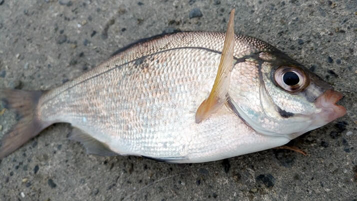 堤防海釣りで釣れる魚まとめ!写真付きで危険魚や毒魚も紹介(川釣りも) 堤防海釣りで釣れる魚まとめ!写真付きで危険魚や毒魚も紹介(川釣りも)