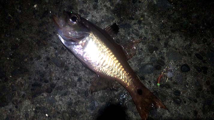 堤防海釣りで釣れる魚まとめ!写真付きで危険魚や毒魚も紹介(川釣りも) 堤防海釣りで釣れる魚まとめ!写真付きで危険魚や毒魚も紹介(川釣りも)