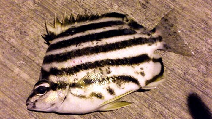 堤防海釣りで釣れる魚まとめ!写真付きで危険魚や毒魚も紹介(川釣りも) 堤防海釣りで釣れる魚まとめ!写真付きで危険魚や毒魚も紹介(川釣りも)