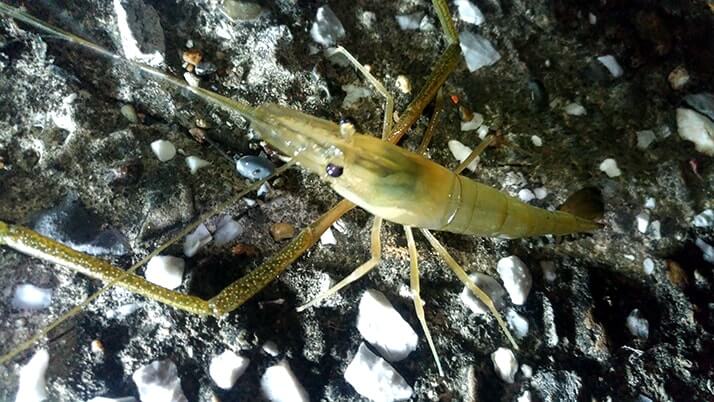 堤防海釣りで釣れる魚まとめ!写真付きで危険魚や毒魚も紹介(川釣りも) 堤防海釣りで釣れる魚まとめ!写真付きで危険魚や毒魚も紹介(川釣りも)