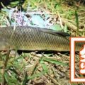 江戸川でテナガエビを餌にウナギ釣り!だけど釣れるはニゴイばかり… 江戸川でテナガエビを餌にウナギ釣り!だけど釣れるはニゴイばかり…