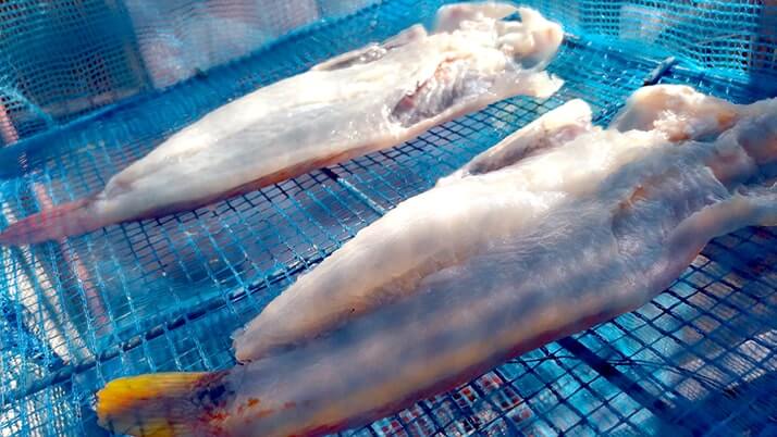 ベラも日干しにすれば旨い肴に!釣りたてベラ干物の炭火焼で一杯 ベラも日干しにすれば旨い肴に!釣りたてベラ干物の炭火焼で一杯