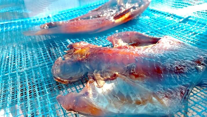 ベラも日干しにすれば旨い肴に!釣りたてベラ干物の炭火焼で一杯 ベラも日干しにすれば旨い肴に!釣りたてベラ干物の炭火焼で一杯