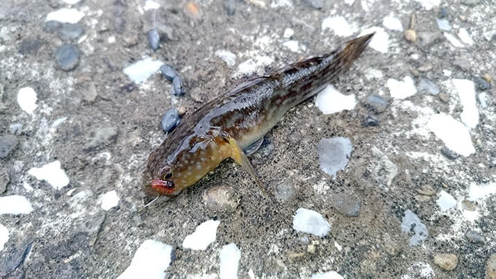 千葉江戸川でテナガエビ釣り!シーズン終盤でも夜釣りで釣れた! 千葉江戸川でテナガエビ釣り!シーズン終盤でも夜釣りで釣れた!