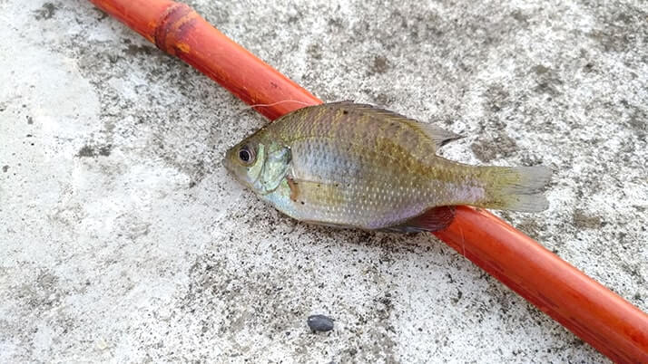 千葉江戸川でテナガエビ釣り!シーズン終盤でも夜釣りで釣れた! 千葉江戸川でテナガエビ釣り!シーズン終盤でも夜釣りで釣れた!