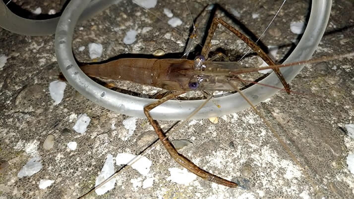 千葉江戸川でテナガエビ釣り!シーズン終盤でも夜釣りで釣れた! 千葉江戸川でテナガエビ釣り!シーズン終盤でも夜釣りで釣れた!