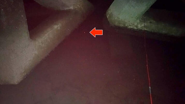 千葉江戸川でテナガエビ釣り!シーズン終盤でも夜釣りで釣れた! 千葉江戸川でテナガエビ釣り!シーズン終盤でも夜釣りで釣れた!