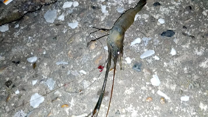 千葉江戸川でテナガエビ釣り!シーズン終盤でも夜釣りで釣れた! 千葉江戸川でテナガエビ釣り!シーズン終盤でも夜釣りで釣れた!