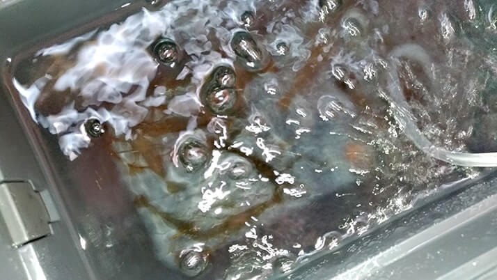 釣ったテナガエビでアヒージョとハーブソテー!【釣りメシ】 釣ったテナガエビでアヒージョとハーブソテー!【釣りメシ】