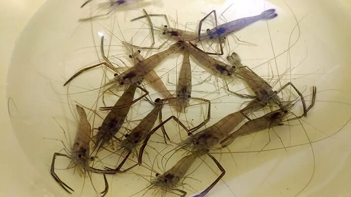 釣ったテナガエビでアヒージョとハーブソテー!【釣りメシ】 釣ったテナガエビでアヒージョとハーブソテー!【釣りメシ】