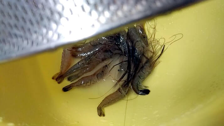 釣ったテナガエビでアヒージョとハーブソテー!【釣りメシ】 釣ったテナガエビでアヒージョとハーブソテー!【釣りメシ】