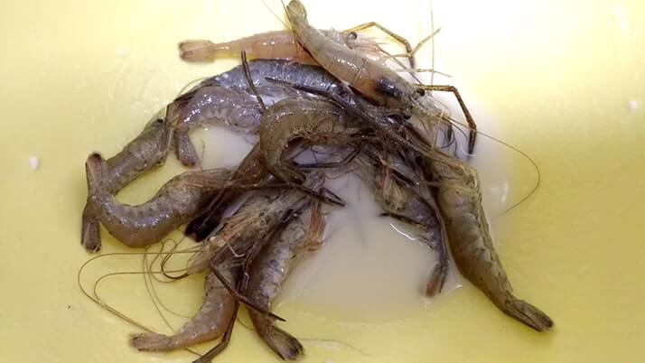 釣ったテナガエビでアヒージョとハーブソテー!【釣りメシ】 釣ったテナガエビでアヒージョとハーブソテー!【釣りメシ】