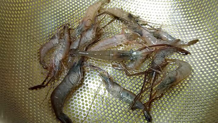 釣ったテナガエビでアヒージョとハーブソテー!【釣りメシ】 釣ったテナガエビでアヒージョとハーブソテー!【釣りメシ】