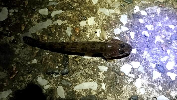 江戸川でテナガエビを餌にウナギ釣り!だけど釣れるのはニゴイばかり… 江戸川でテナガエビを餌にウナギ釣り!だけど釣れるのはニゴイばかり…